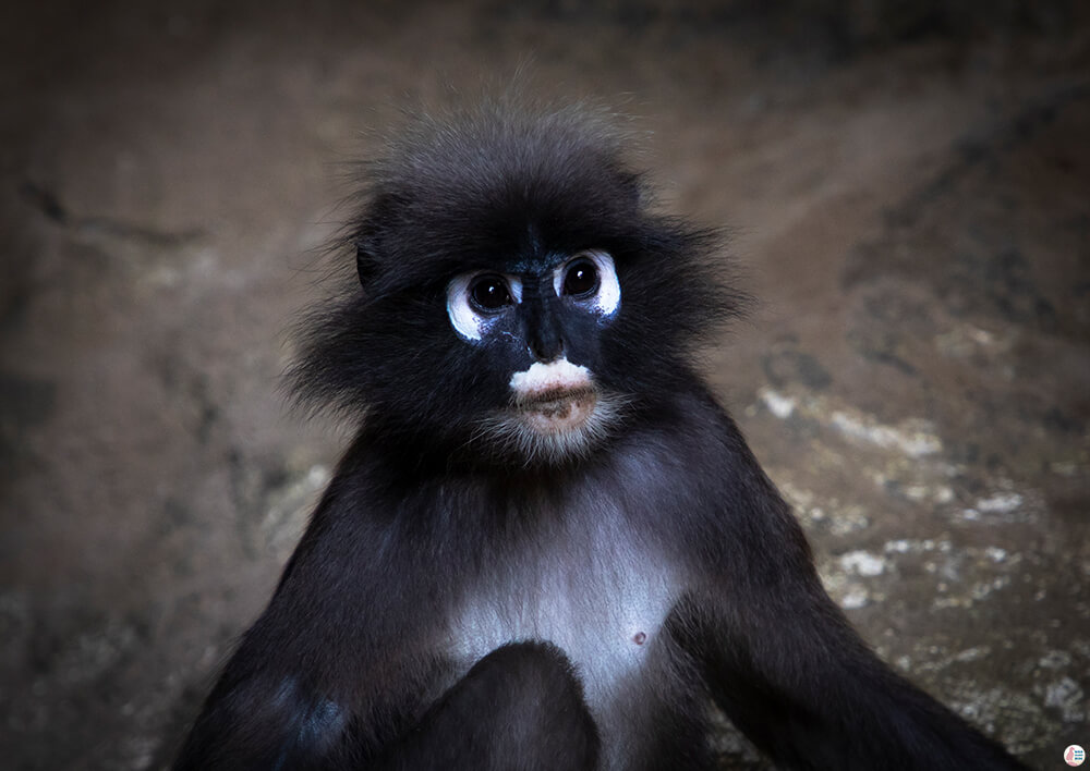 Spectacled langur, Bat cave, West Phra Nang Beach, Railay Bay, Krabi, Thailand