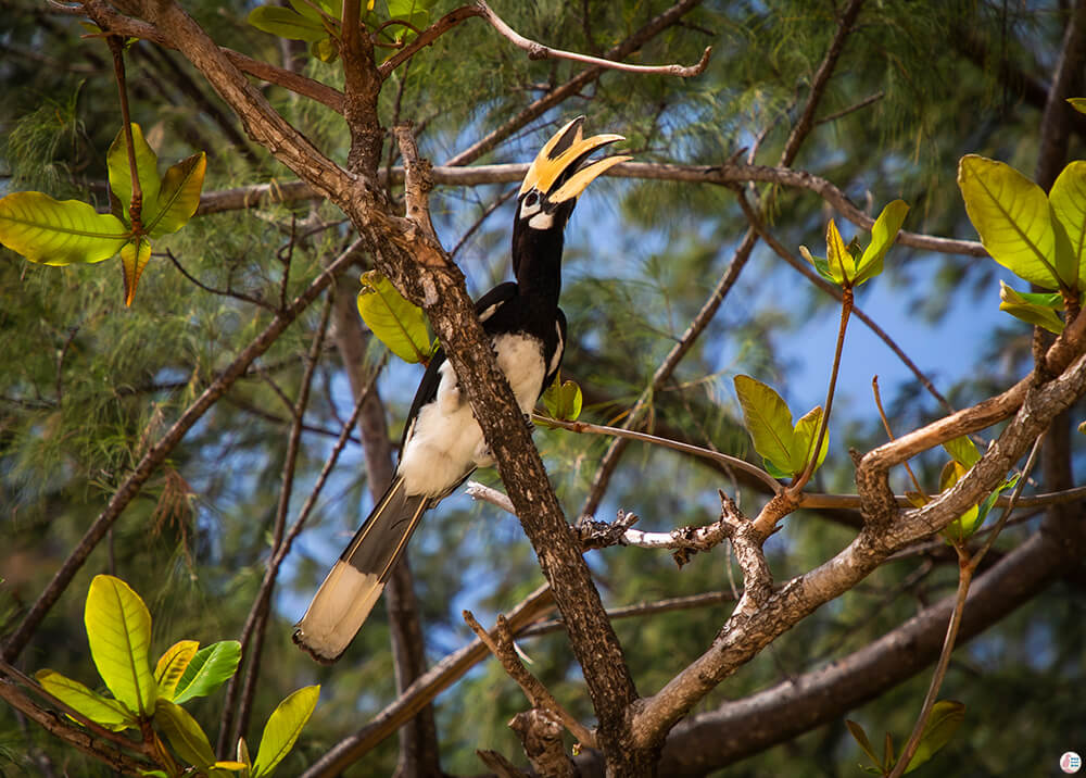 Hornbill Toucan, Railay West, Railay Bay, Krabi, Thailand
