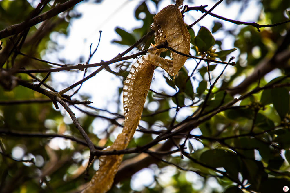 Dry skin from a snake during kayaking trip on the Tha Pring River, Than Bok Khorani National Park, Krabi, Thailand