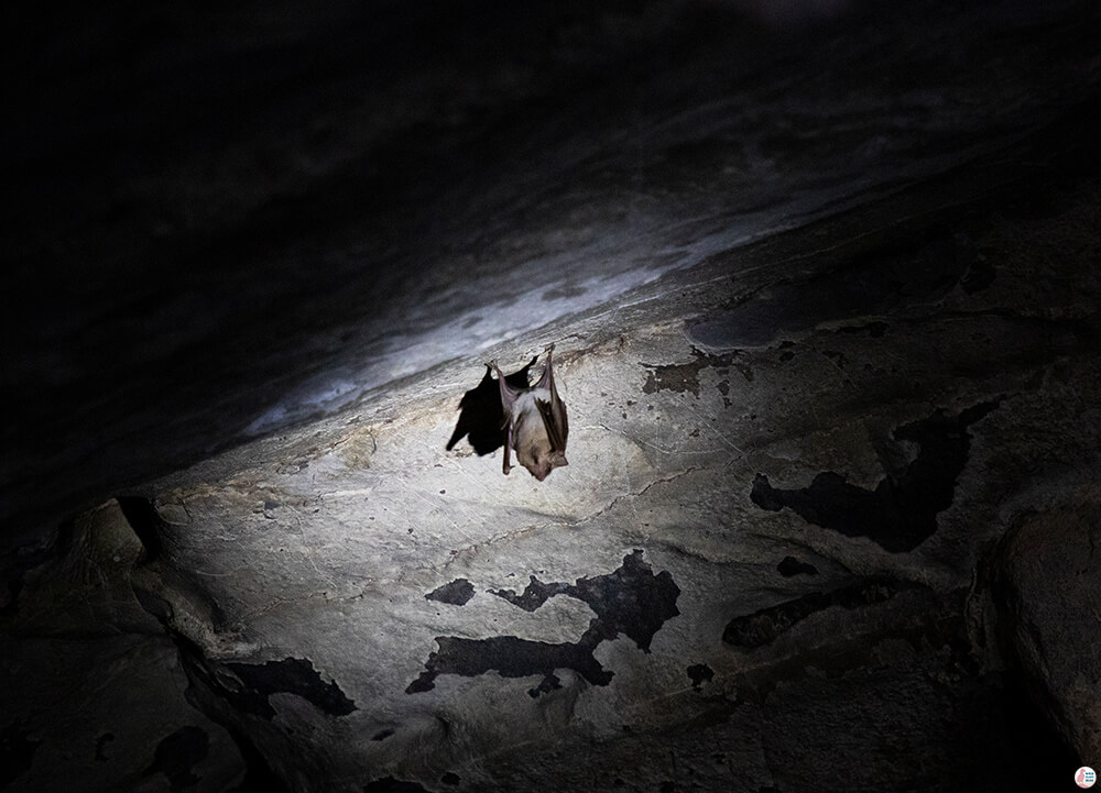 Bat in Phi Hua To Cave, Than Bok Khorani National Park, Krabi, Thailand